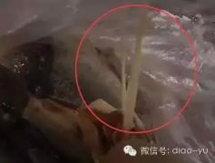 全国人民注意了！发现鱼肚子里出现这种东西，千万