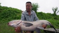 游钓中国 第六季梅雨季节征战白荡湖，11米长竿连拔大青鱼