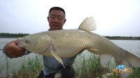 游钓中国 第六季太白湖前一线牵 芦花流水草鱼肥